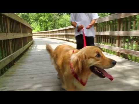 Regular Greg - Corona Girls