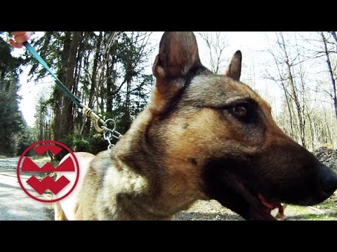 Der Hund im Einsatz - Geheimwaffe auf vier Pfoten - Welt der Wunder