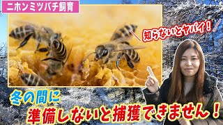 ニホンミツバチを捕まえる為に冬の間に準備しておくべきこと