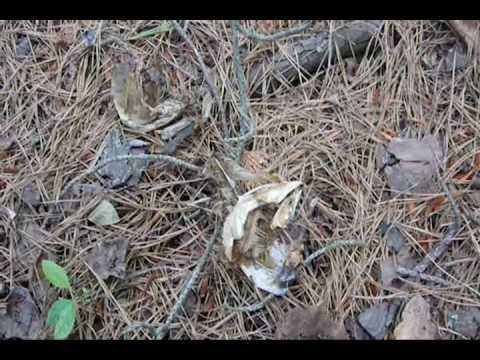 Base Camp Recon ( Bug Out Kayak #2)