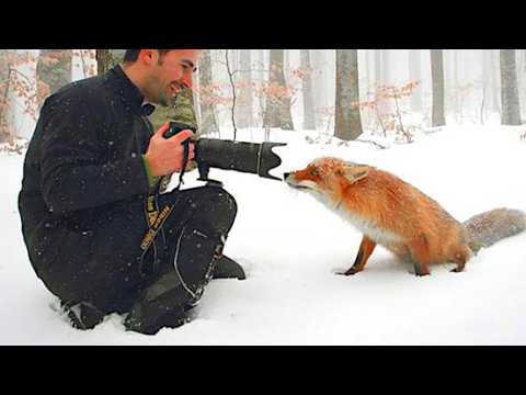 Les meilleurs animaux ont retourné l'appareil photo contre le photographe 🤪 drôles de vidéos d'animaux 2025