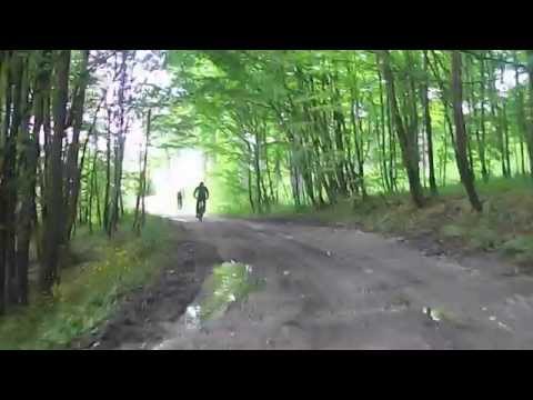 Liziera padure Ramesti