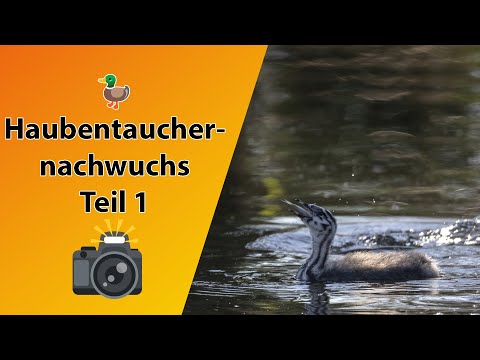 Haubentaucher mit Nachwuchs fotografieren - Schleienlöcher, Bodensee Teil 1