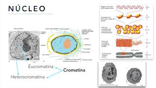 Organelos Citoplasmáticos - Biología Celular y Tisular