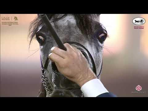 N 36 FALAK AL SHAQAB   Katara International Arabian Horse Festival   Fillies 2 Years Old Class 2B