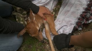 Warden Rescues Fawn Hit by Car