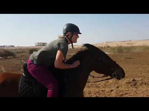 i will survive - gallop in the desert