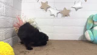 ハーフ犬の動画01