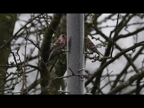 Mealy Redpoll at Elton Reservoir - 12 January 2018