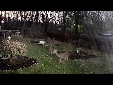 Albino Deer Wanders Into Backyard With Pals || ViralHog