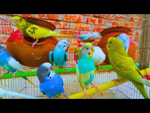 2 Hours of Budgie Best Friends - Mango and Chutney - Singing and Talking Sounds