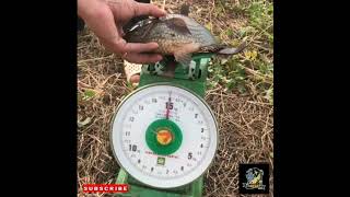 Download lagu Ikan Betok Terbesar Yang Pernah ada #shortvidio mp3