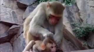 preview picture of video 'Monkey Temple Jaipur'