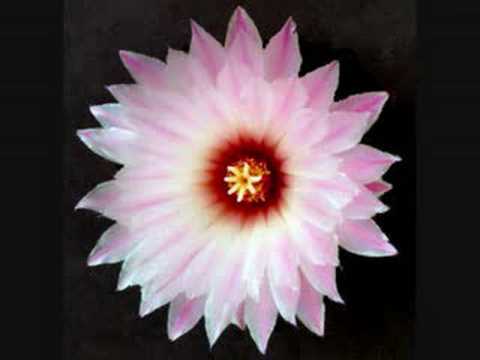 Žoržs Siksna - Vālodzīte