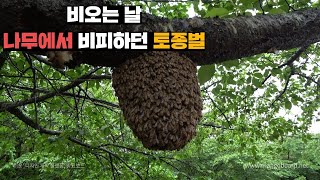 비오는 날 나무에 뭉쳐있던 토종벌 군단 양파망으로 쓸어담아오기