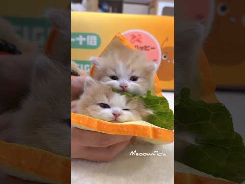 Too cute to handle 😻”“Small kitty, big happiness 🐾💖”“This little furball just stole my heart 💕#cute