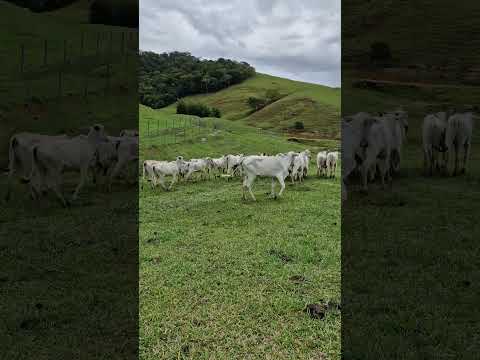 Nelore Cachoeiras de Macacu