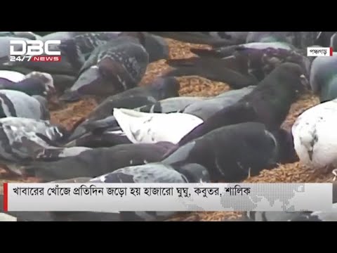 চালকলে খাবারের খোঁজে হাজারো ঘুঘু, কবুতর ও শালিকের মেলা : DBC News
