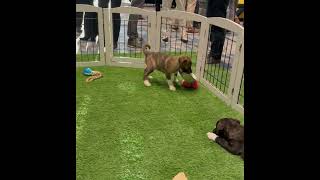 Video preview image #1 Mutt Puppy For Sale in Sanford, FL, USA