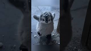 Fluff Ball Down! I Repeat, Fluff Ball Down! 😂 #cute #adorable #pet #penguin  #fluffy #cuteanimal