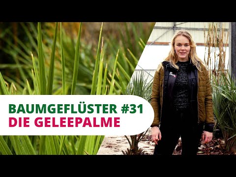 Baumgeflüster #31 | Die Geleepalme