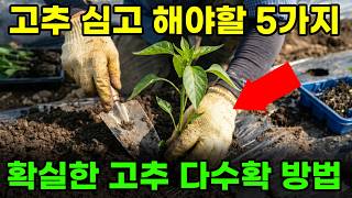 고추 다수확하는 확실한 재배방법 고추 심고 이 5가지를 꼭 해주셔야 합니다.