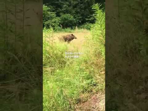 イノシシを追い払うにはどうすればいいですか？野生の豚を狩るための強力なイノシシよけのトップ 4 ソリューション  庭園