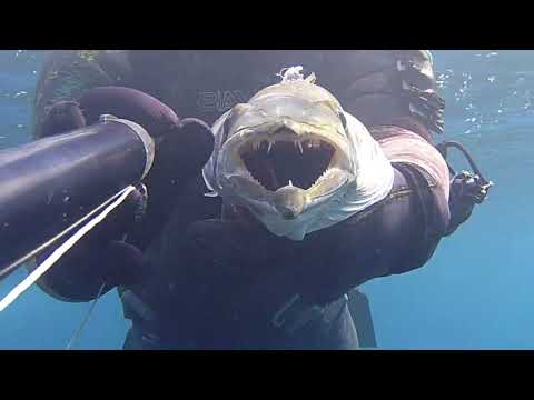 PESCASUB : UNA PESCATA  SPETTACOLARE COL MARE FRIZZANTE