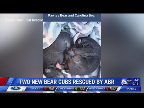 Two new bear cubs rescued by ABR