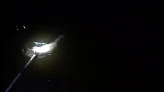 IT BROKE THE NET! (HUGE MICHIGAN FLATHEAD)