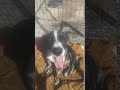 Jasper: Struck By Car & Left to Suffer Weeks in Agony
