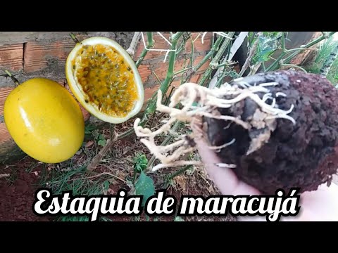 Como fazer muda de maracujá por estaquia com resultados #20