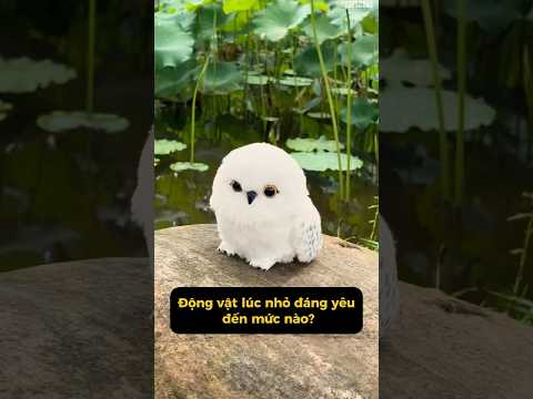 Quả nhiên dù là loài động vật nào, lúc nhỏ cũng đáng yêu nhất.  #hoavan #shorts