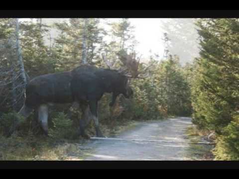 Big Moose