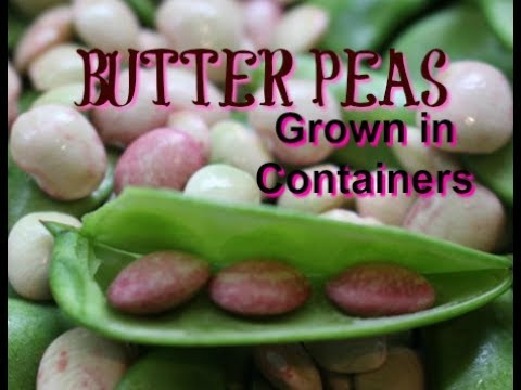 download lagu mp3 mp4 What Are Butter Peas, download lagu What Are Butter Peas gratis, unduh video klip What Are Butter Peas