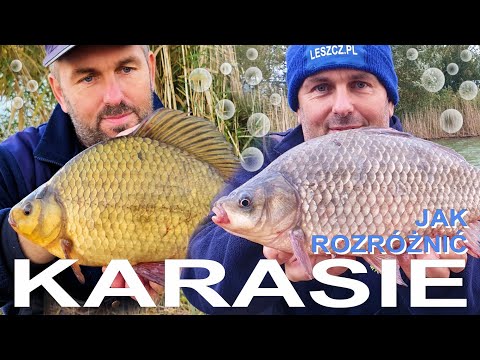 Jak rozróżnić karasie