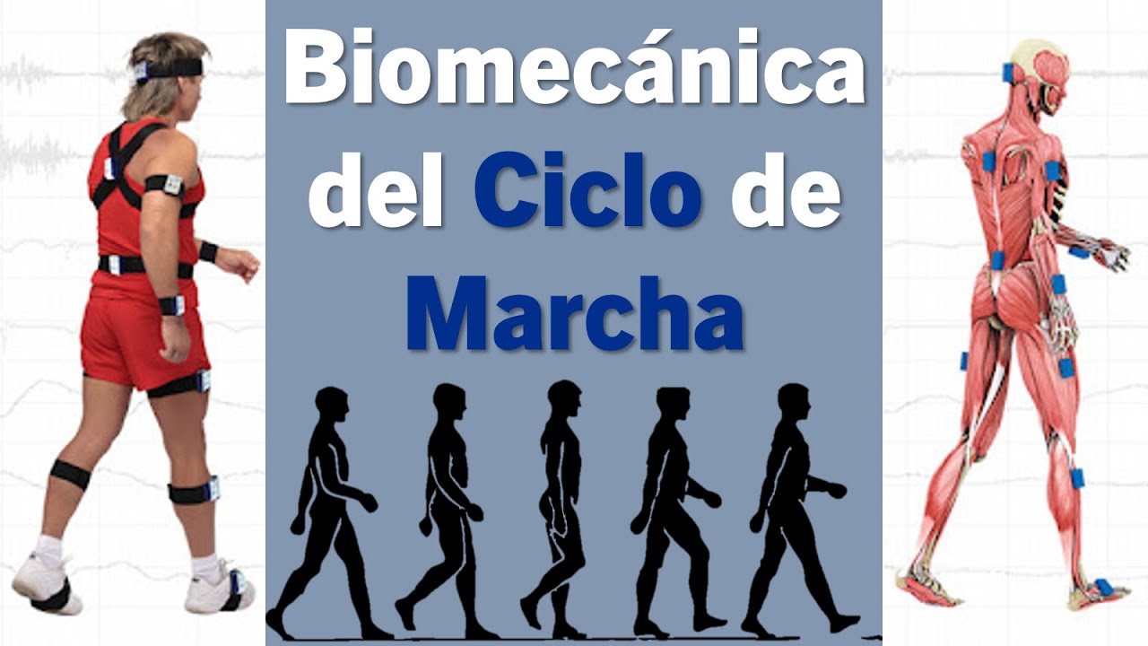 Biomecánica del Ciclo de Marcha