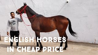 thoro bred horses in Hyderabad | English horses in Hyderabad