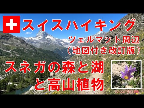 スイスの牧草地 植物