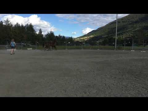 Filly by Vitalis-Jazz-Lauries Crusador