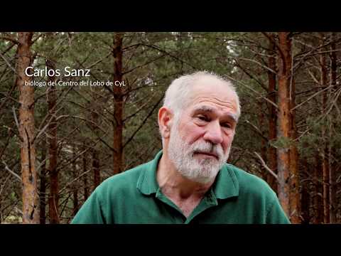 El Centro del Lobo Ibérico de Castilla y León - Félix Rodríguez de la Fuente