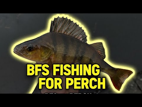 BFS Angeln auf Barsche 🎣 Ultraleichte Finesse-Taktiken für scheue Fische (Ruten, Köder & Techniken)