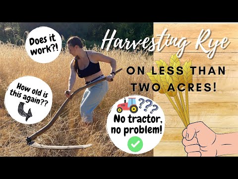 Growing and harvesting RYE on a less than 2 acre homestead!