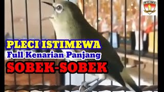 Download lagu Pleci Nembak Panjang Istimewa, Full Kenarian Sobek-Sobek mp3
