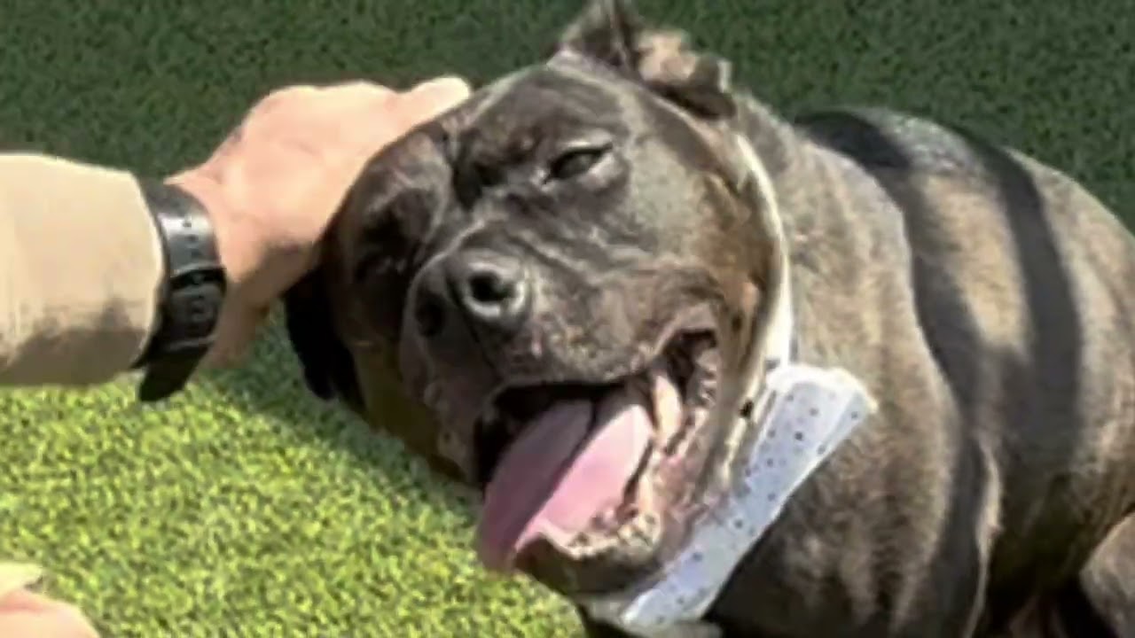 Enlarge Zeus, a Adoptable mixed breed in Fishers, IN video 4/6