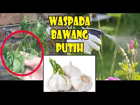 , title : 'BAHAYA APLIKASI PESTISIDA BAWANG PUTIH | AVOID YOUR PLANT DIE, LET'S KNOW HOW TO USE PESTICIDE RIGHT'
