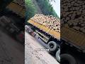 DETIK DETIK TRUK BERMUATAN KAYU INI TERGULING SAAT MELEWATI TIKUNGAN YANG CURAM Shorts
