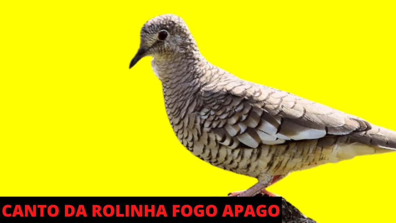 ROLINHA FOGO APAGOU CANTANDO MUITO  -  CANTO DA ROLINHA FOGO APAGOU NA NATUREZA