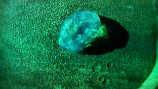 Collectif Insectinside Street Flash Animal Collective Cover Cala Montgo Espagne Road Trip Visu 2018