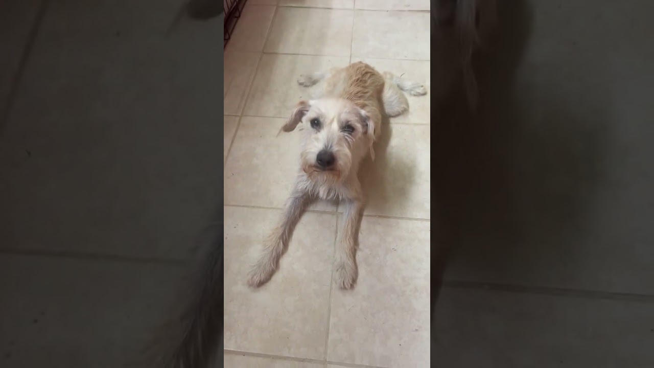 Renaldo (World Cup Puppy), an adopted mixed breed in Milwaukie, OR video 5/5
